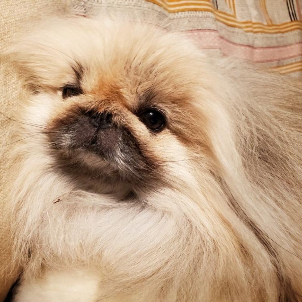 Meet your Posher, Posh